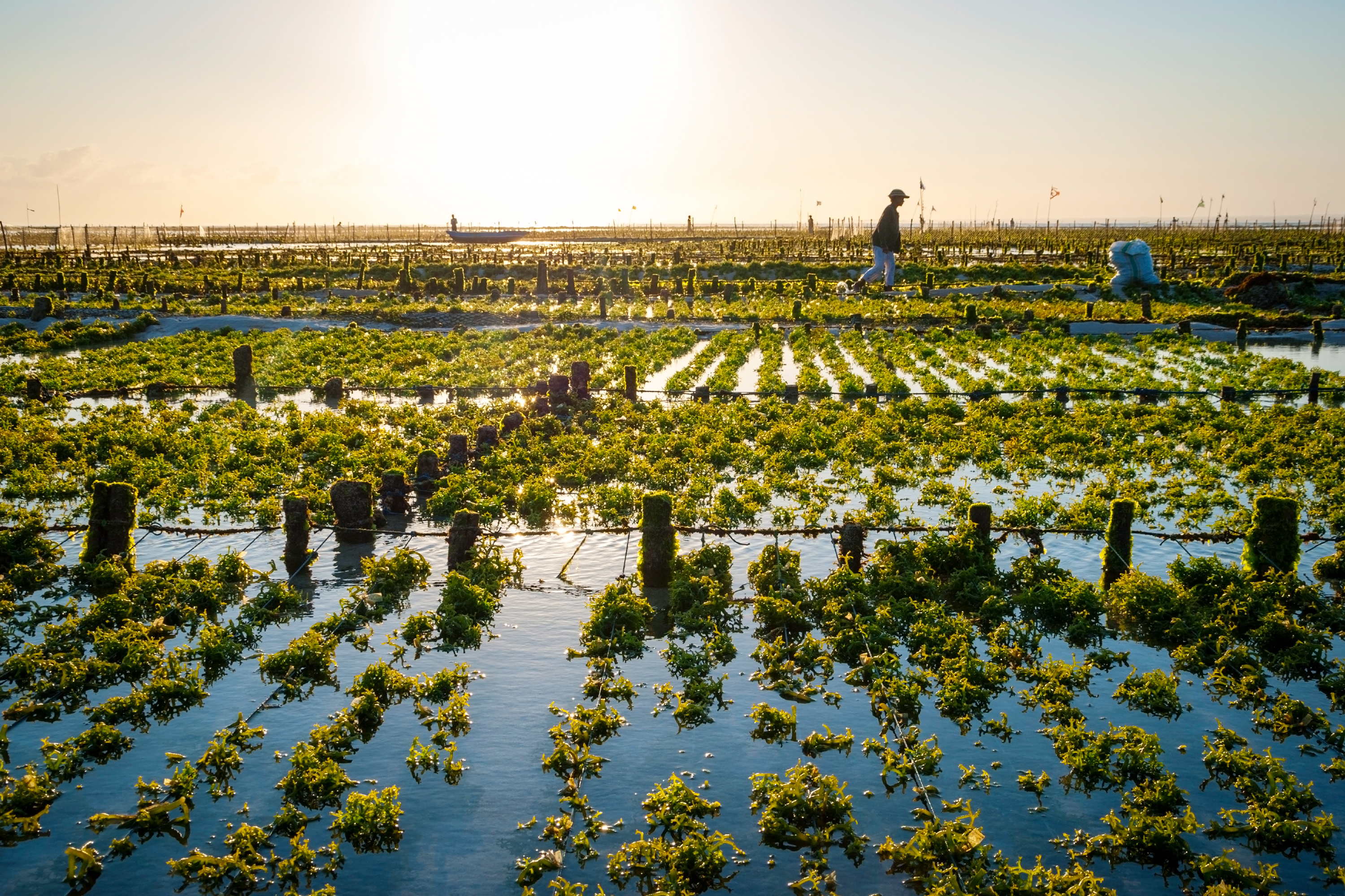 An algae farm field in Indonesia