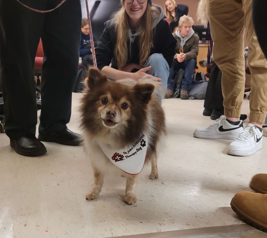 Cute little therapy dog